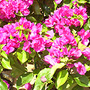Expo Giardini a isola Elba Expo Giardini a isola Elba