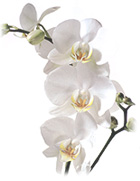 Orchidea